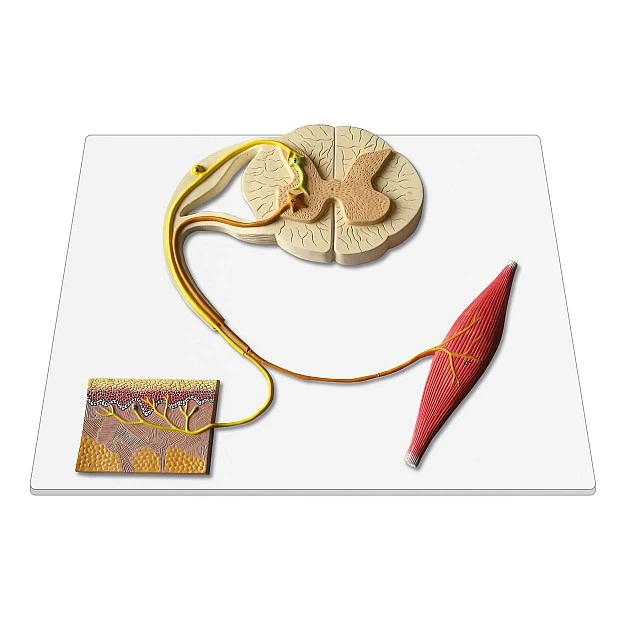 Nowa Szkola Reflex arc model, cross section