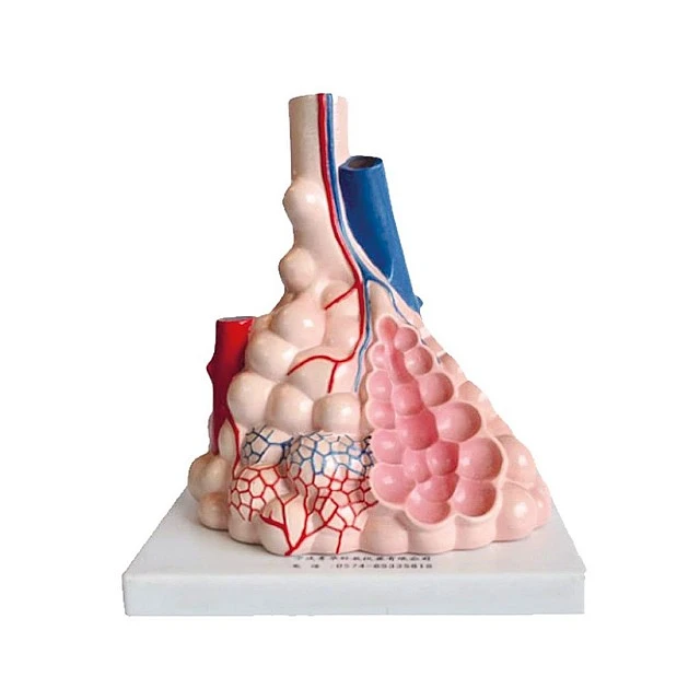 Nowa Szkola Demonstration model of lung alveoli