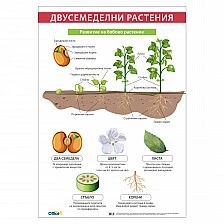 Cubos School chart "Dicot plants", 70 x 100 cm
