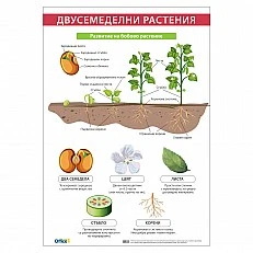Cubos Ученическо табло ’’Двусемеделни растения’’, 70 x 100 cm