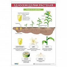 Cubos School chart "Monocot plants", 70 x 100 cm