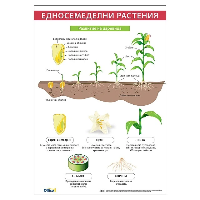 Cubos Ученическо табло ’’Едносемеделни растения’’, 70 x 100 cm