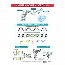 Cubos School chart "Nucleic acids", 70 x 100 cm