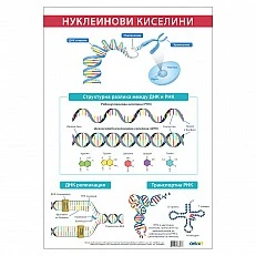 Cubos Ученическо табло ’’Нуклеинови киселини’’, 70 x 100 cm