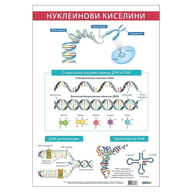 Cubos School chart Nucleic acids, 70 x 100 cm