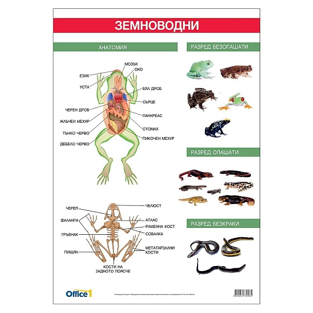 Cubos School chart Amphibians, 70 x 100 cm