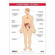 Cubos School chart "Endocrine system", 70 x 100 cm