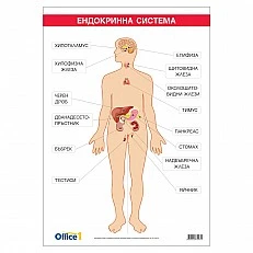 Cubos Ученическо табло ’’Ендокринна система’’, 70 x 100 cm