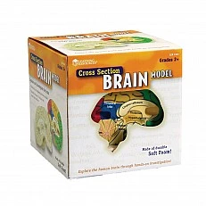 Learning Resources Brain Section Model