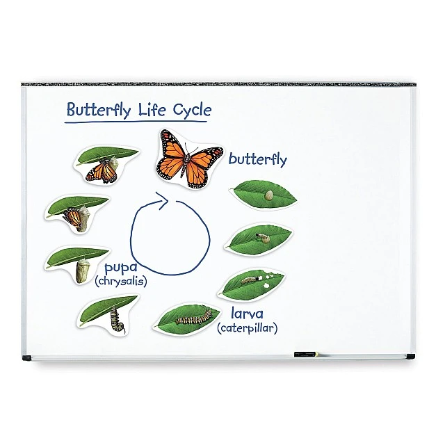 Learning Resources Butterfly Life Cycle Magnetic Kit
