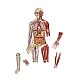 Learning Resources Magnetic Human Body