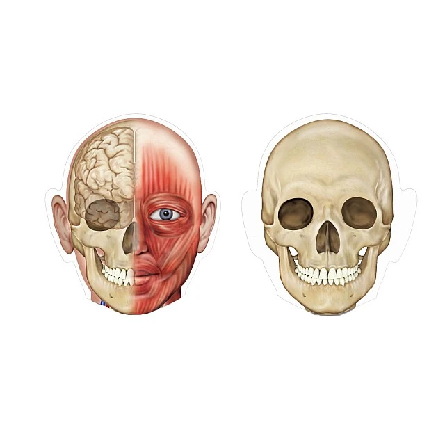 Learning Resources Magnetic Human Body