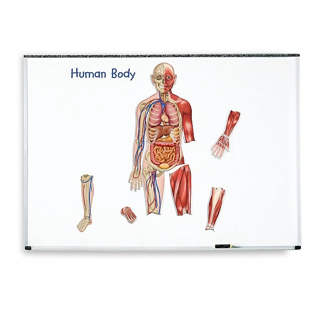 Learning Resources Magnetic Human Body