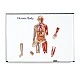 Learning Resources Magnetic Human Body