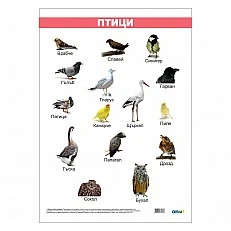 Cubos School chart "Birds", laminated, 50 x 70 cm
