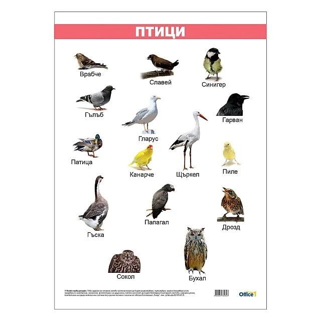 Cubos School chart Birds, laminated, 50 x 70 cm