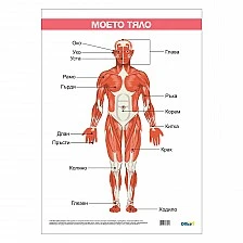 Cubos Ученическо табло ’’Моето тяло’’, ламинирано, 50 x 70 cm