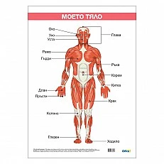 Cubos Ученическо табло ’’Моето тяло’’, ламинирано, 50 x 70 cm