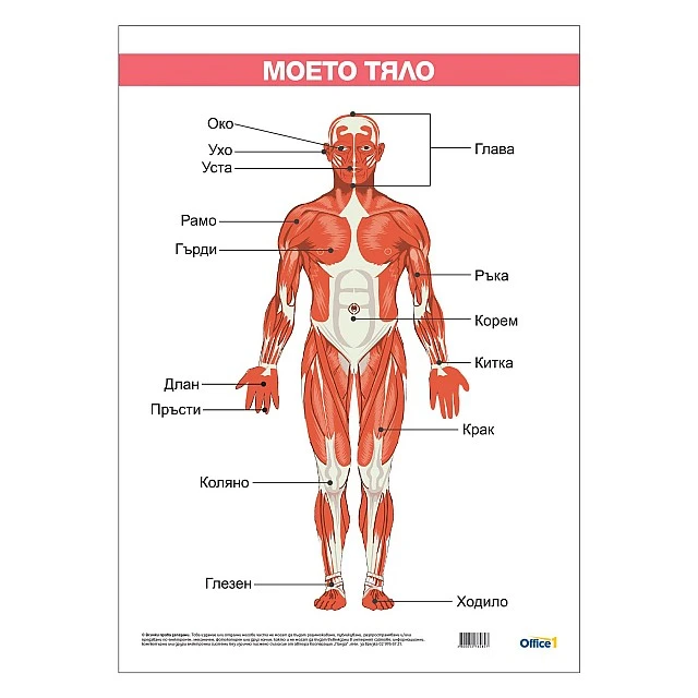 Cubos School chart My body, laminated, 50 x 70 cm