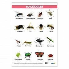 Cubos School chart "Insects", laminated, 50 x 70 cm