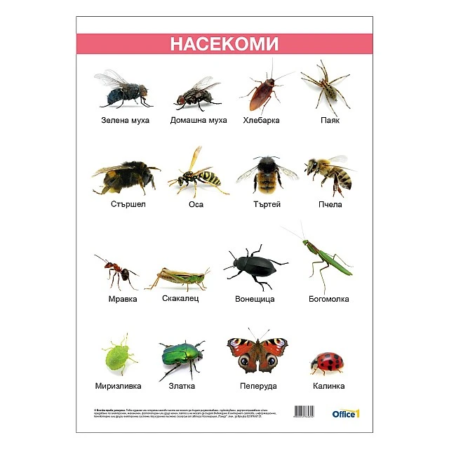 Cubos Ученическо табло ’’Насекоми’’, ламинирано, 50 x 70 cm