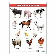 Cubos Ученическо табло ’’Домашни животни’’, ламинирано, 50 x 70 cm, модел 2