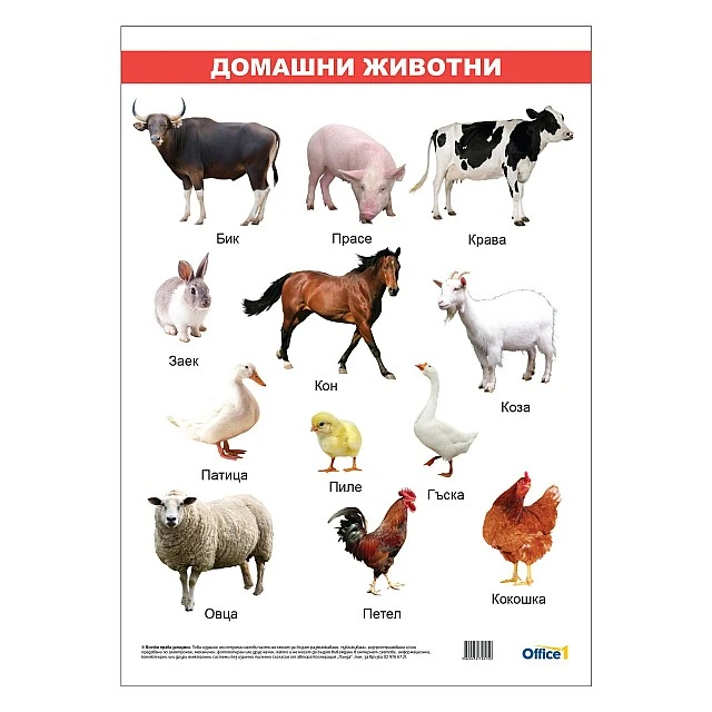 Cubos School chart Domestic animals, laminated, 50 x 70 cm, model 2