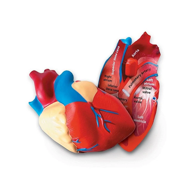 Learning Resources Model cut heart