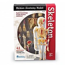 Learning Resources Human skeleton, 23 cm