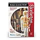 Learning Resources Human skeleton, 23 cm