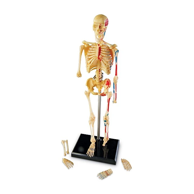 Learning Resources Human skeleton, 23 cm