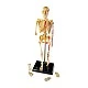 Learning Resources Human skeleton, 23 cm