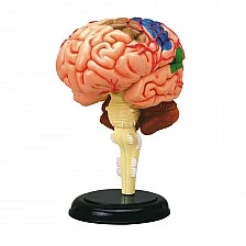 Learning Resources Anatomical Brain Model