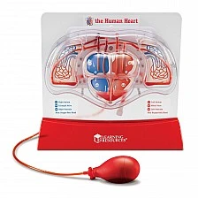 Learning Resources Model of a beating heart