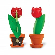 Learning Resources Model section of a tulip flower