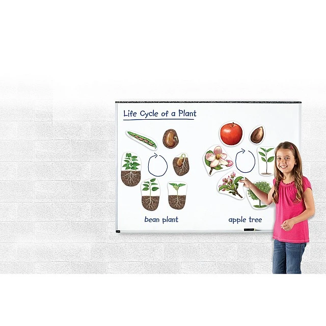Learning Resources Plant Life Cycle Magnetic Kit