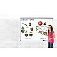 Learning Resources Plant Life Cycle Magnetic Kit