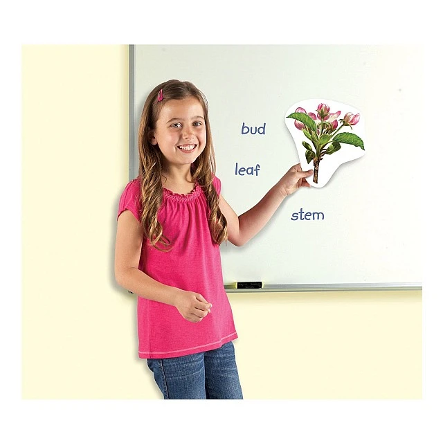 Learning Resources Plant Life Cycle Magnetic Kit