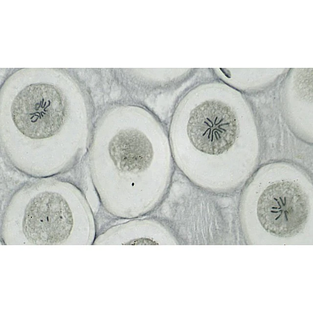 Microscope slides, 10 pieces