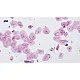 Microscope slides, 10 pieces