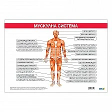 Cubos Ученическо табло ’’Мускулна система’’, 100 x 70 cm