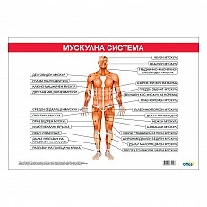 Cubos Ученическо табло ’’Мускулна система’’, 100 x 70 cm