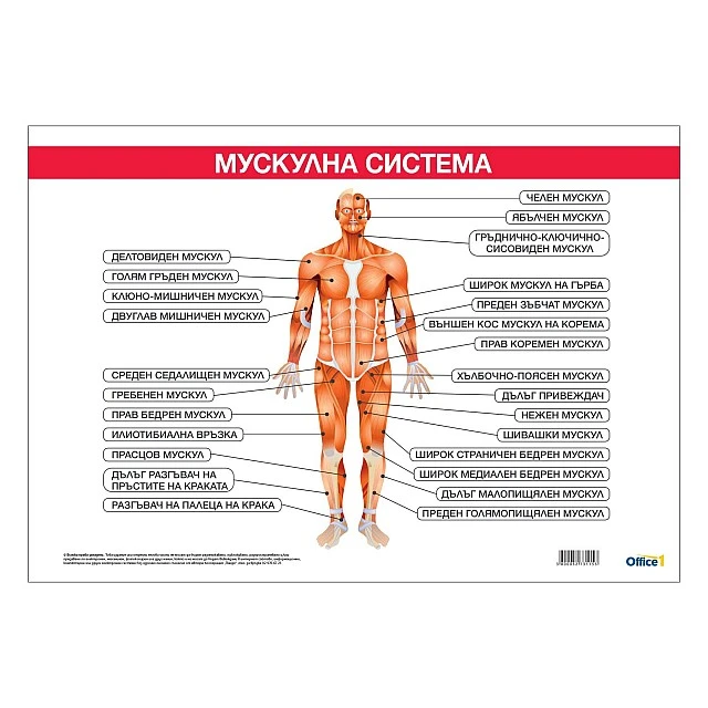 Cubos Ученическо табло ’’Мускулна система’’, 100 x 70 cm