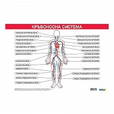Cubos School chart "Circulatory system", 100 x 70 cm