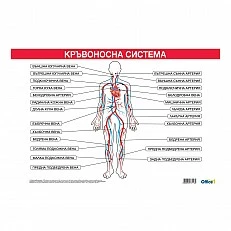 Cubos Ученическо табло ’’Кръвоносна система’’, 100 x 70 cm