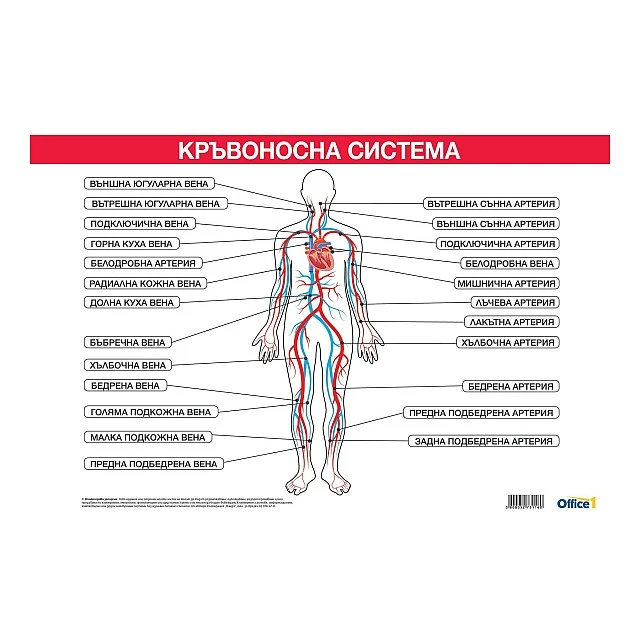 Cubos School chart Circulatory system, 100 x 70 cm