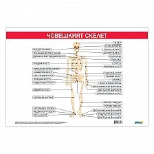 Cubos School chart "Skeletal system", 100 x 70 cm