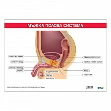 Cubos School chart "Male reproductive system", 100 x 70 cm