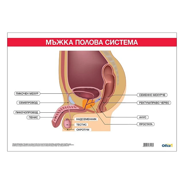 Cubos School chart Male reproductive system, 100 x 70 cm