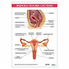 Cubos School chart "Female reproductive system", 70 x 100 cm
